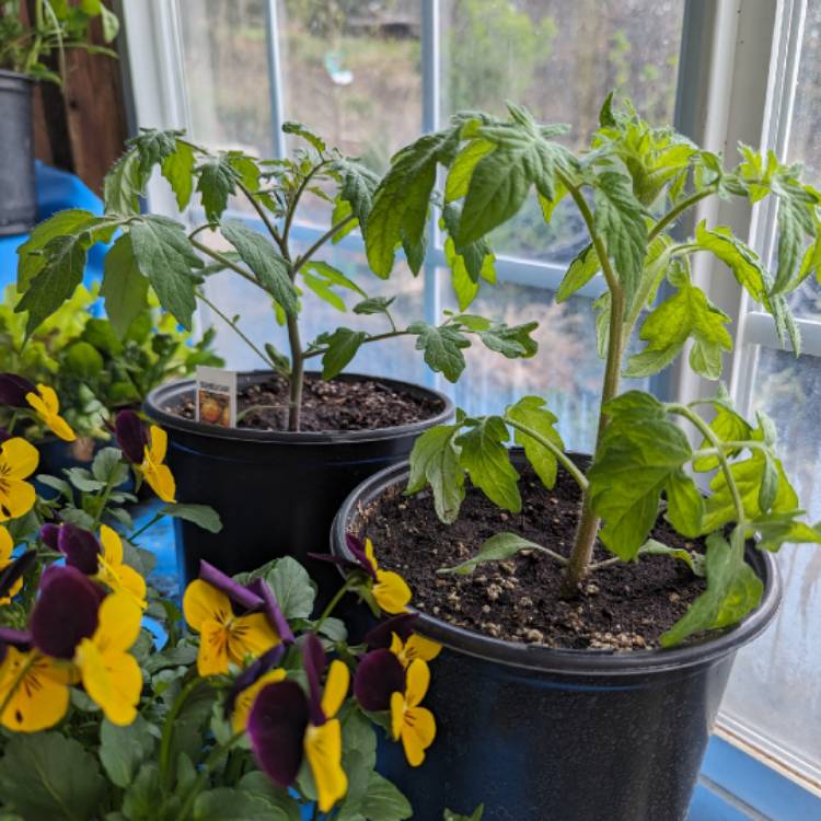 plant image 1707520