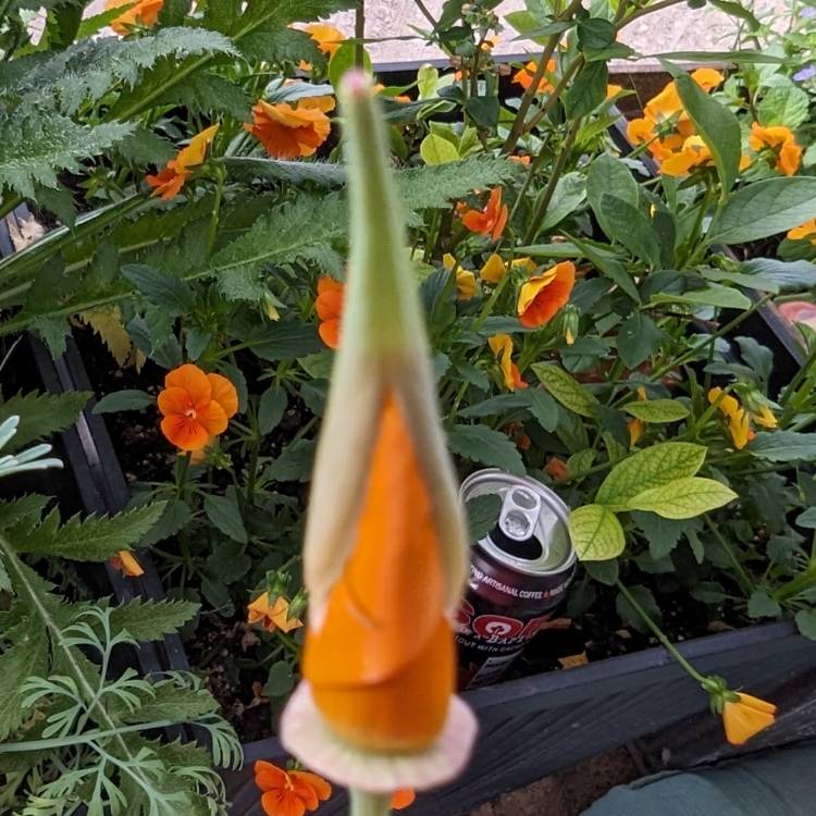 plant image 1713616 plant image 1713616