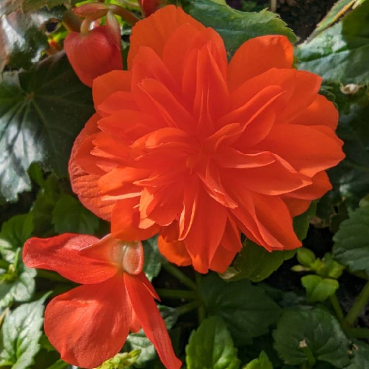 plant image 1713621 plant image 1713621