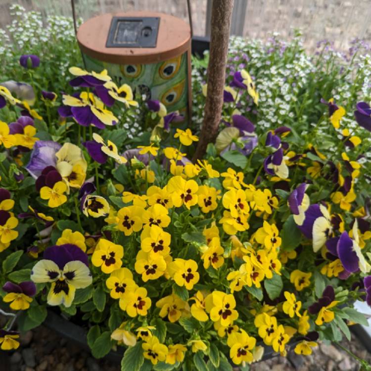plant image 1714816 plant image 1714816