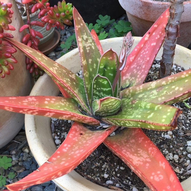 plant image 1277346
