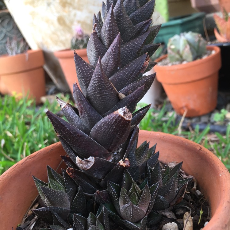Plant image Haworthia resendeana