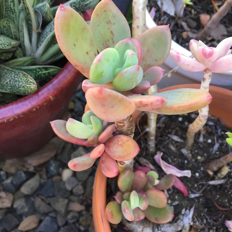 Plant image x Pachyveria Dr Cornelius