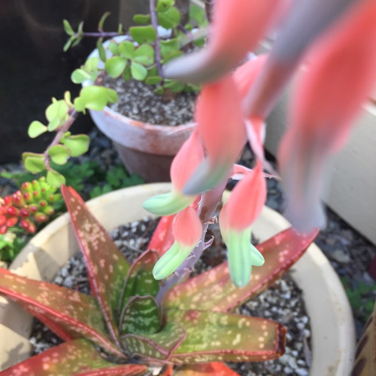 plant image 1315880