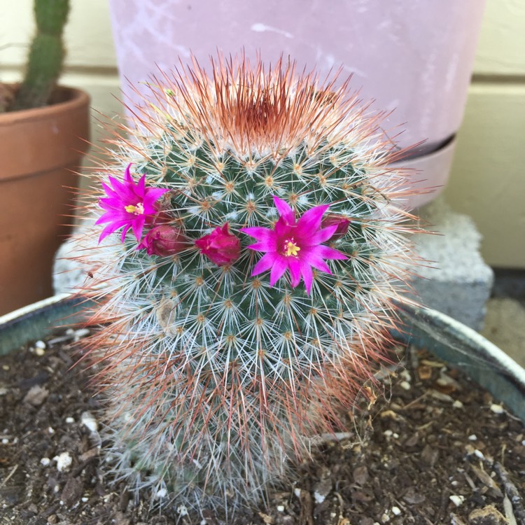 plant image 1473139 plant image 1473139
