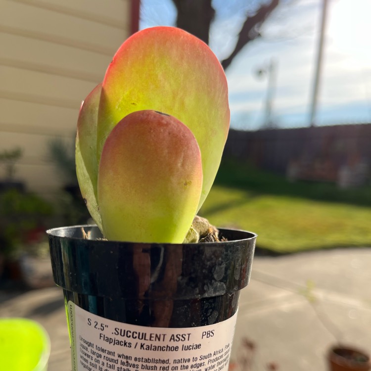 Plant image Kalanchoe Flapjacks
