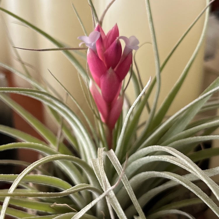 Plant image Tillandsia 'Houston'