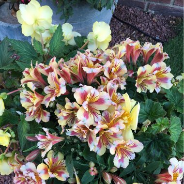 Peruvian Lily 'Casablanca'