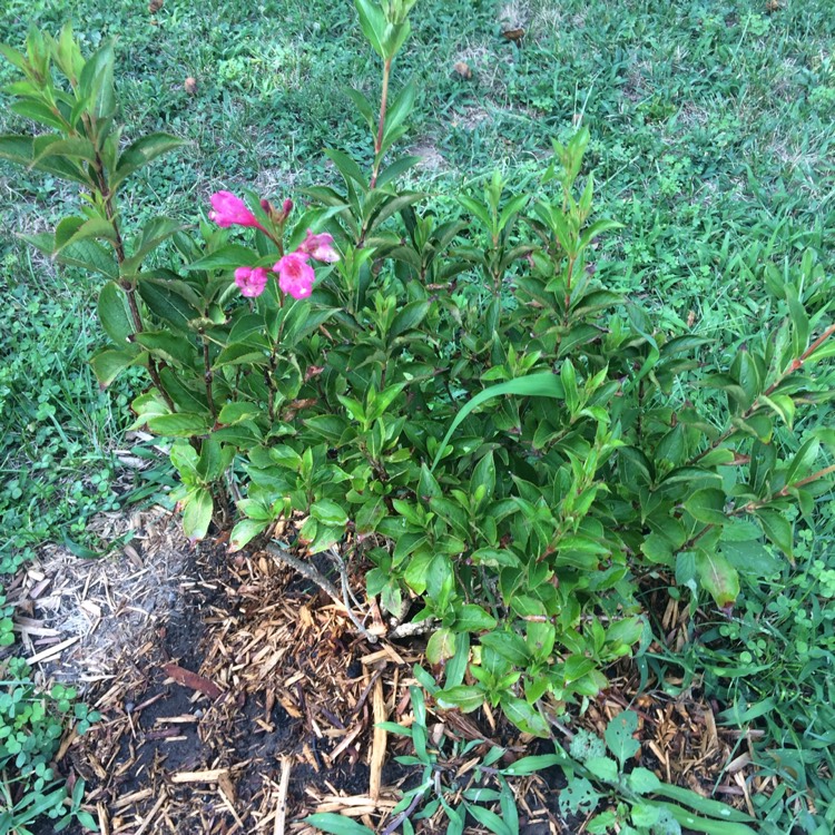 Plant image Weigela 'Jean's Gold'