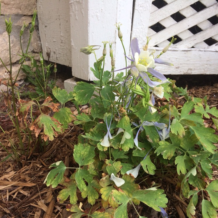 Plant image Aquilegia 'Blue Star'