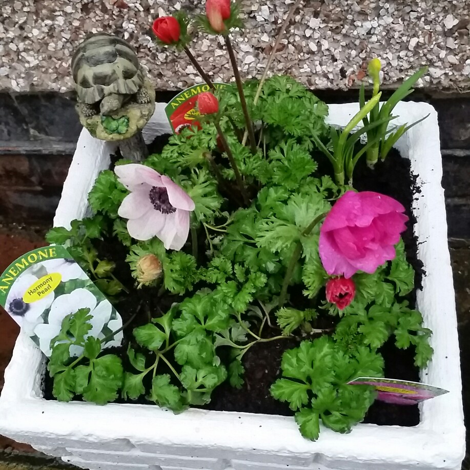 Plant image Anemone coronaria 'St Brigid' (Mix)