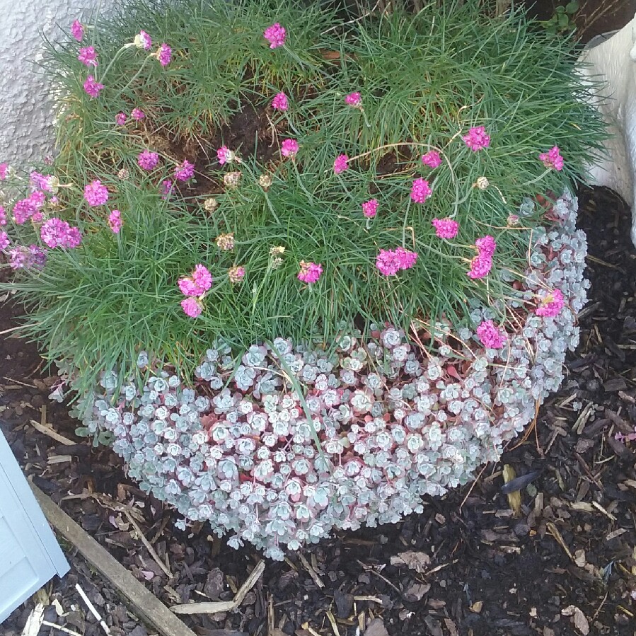 Shirleyann 's garden