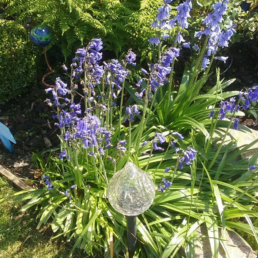 Spanish Bluebell