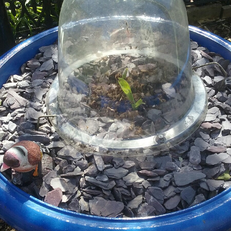 Shirleyann 's garden