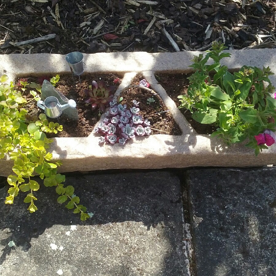Shirleyann 's garden