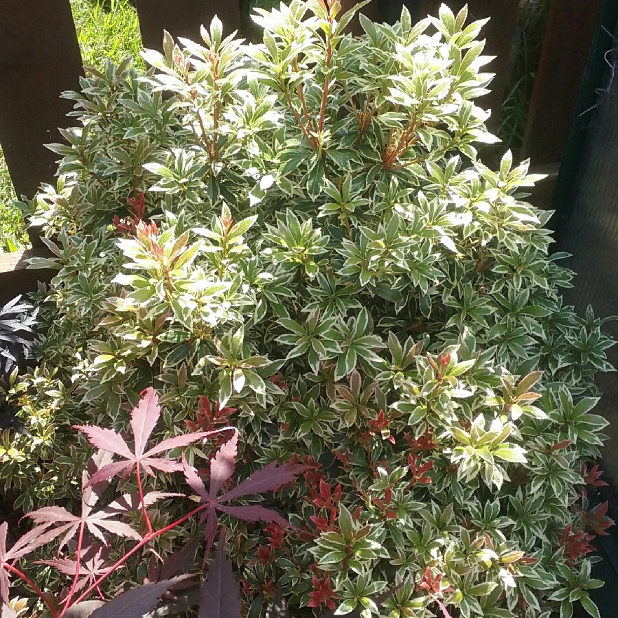 Pieris 'Flaming Silver'