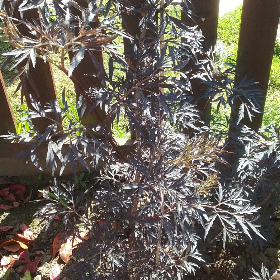 Shirleyann 's garden