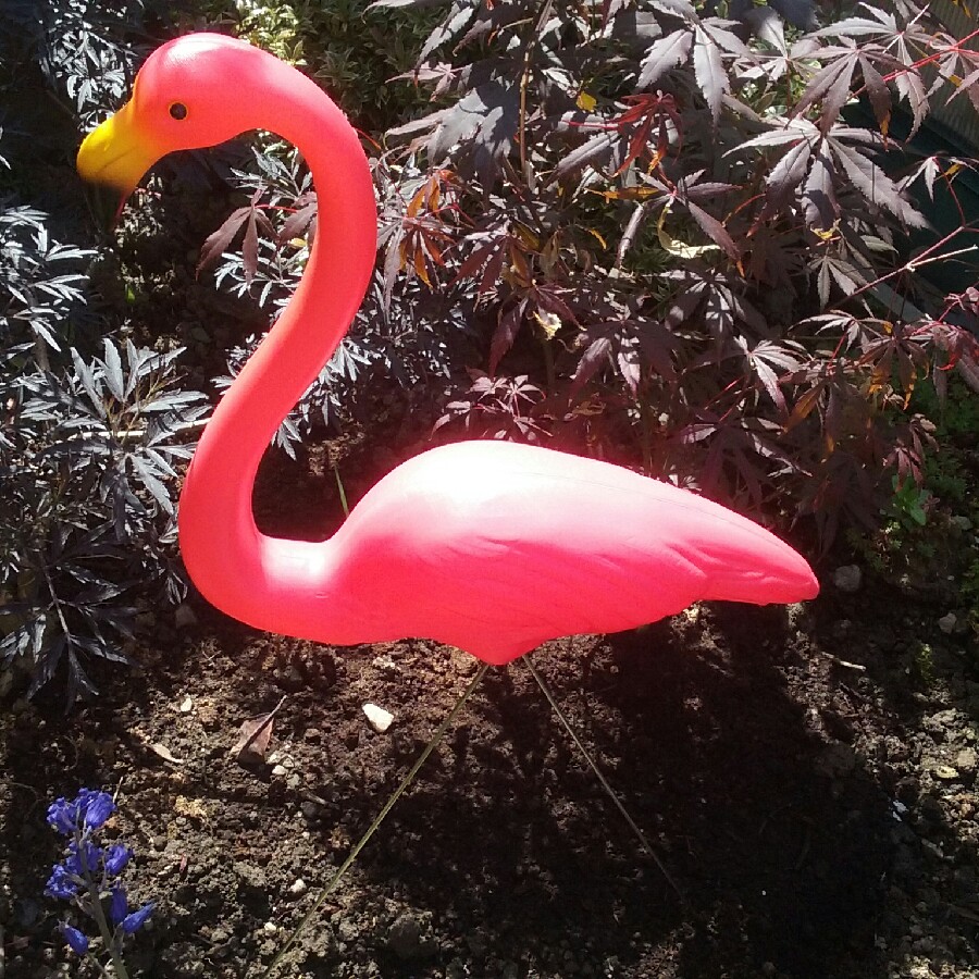 Shirleyann 's garden