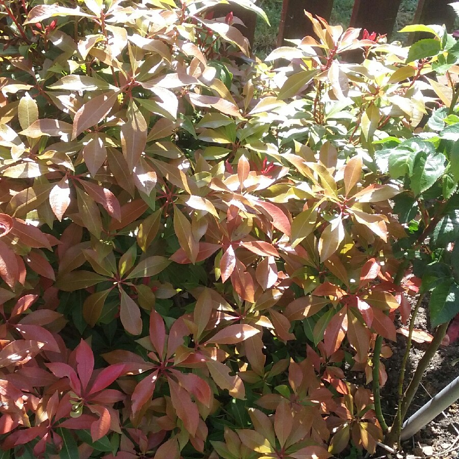 Pieris 'Forest Flame'