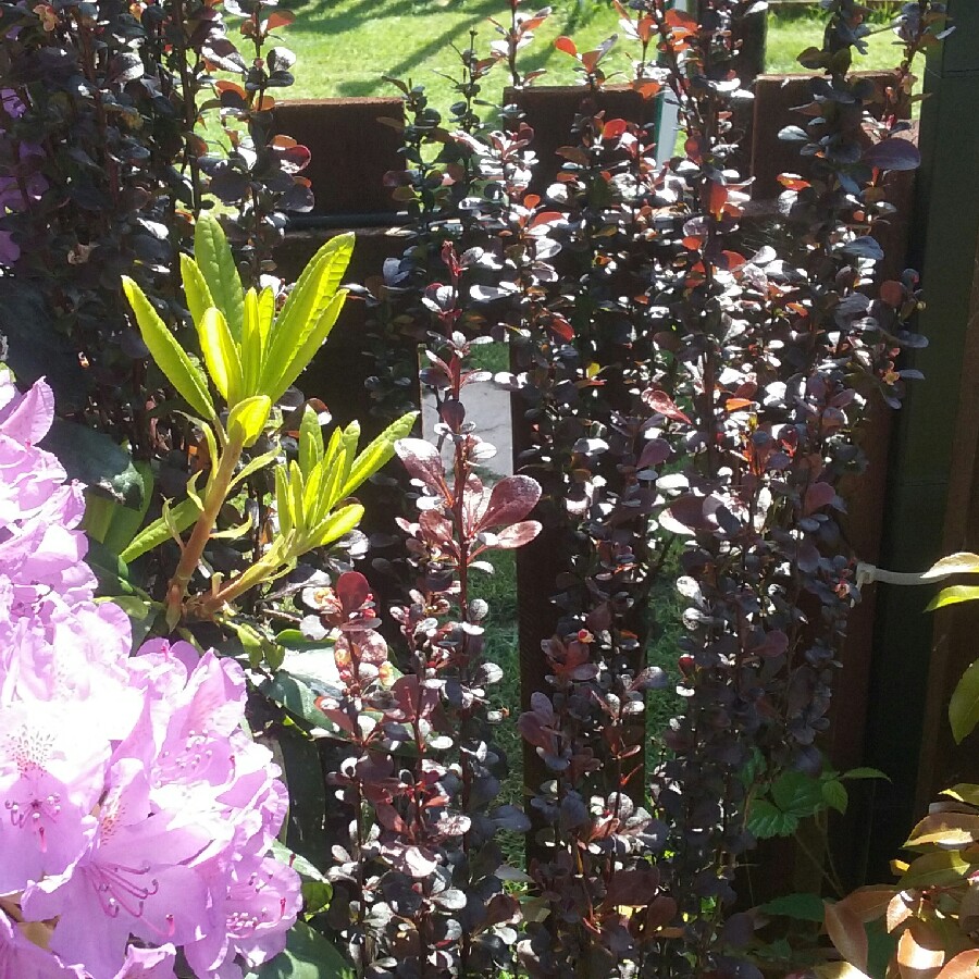 Shirleyann 's garden
