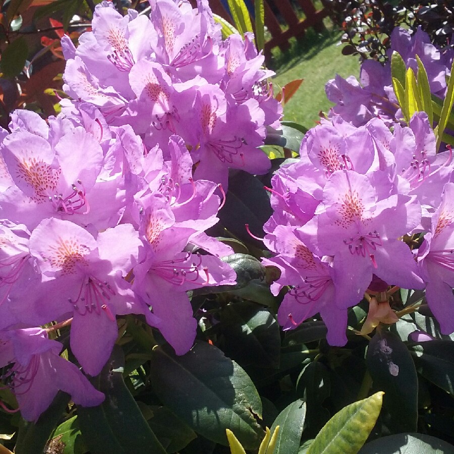 plant image 94963