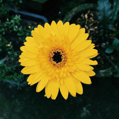 Gerbera Daisy