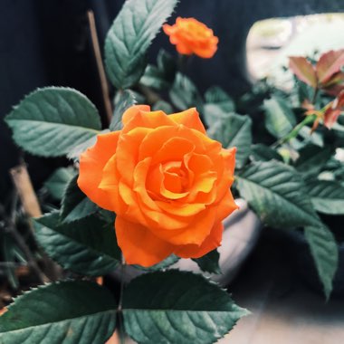 Rose (Miniature)
