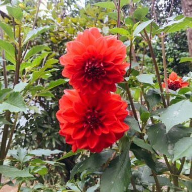 Border Dahlia