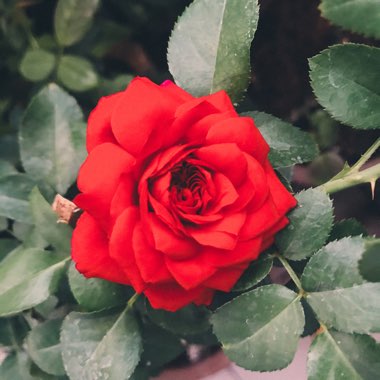 Rose