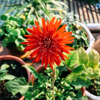 Gerbera Daisy