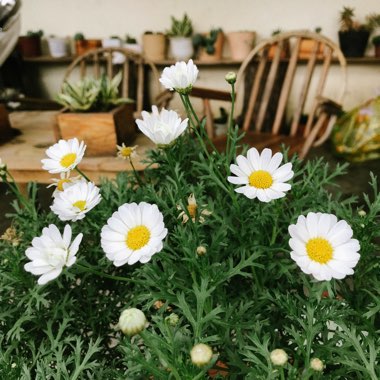 Marguerite Daisy 'Summit White'