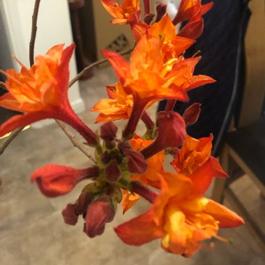 Shiv's garden