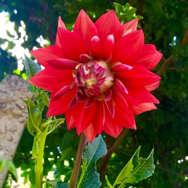 Border Dahlia