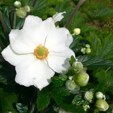 Japanese Anemone 'Honorine Jobert'