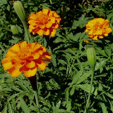 Marigold