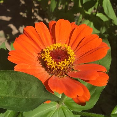 Gerbera Daisy