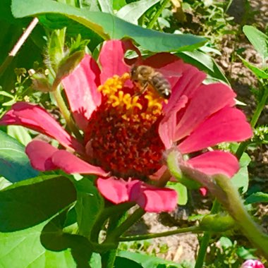Zinnia