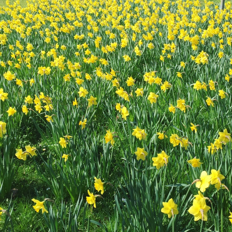 Daffodil 'Sir Watkin' (Large-cupped)