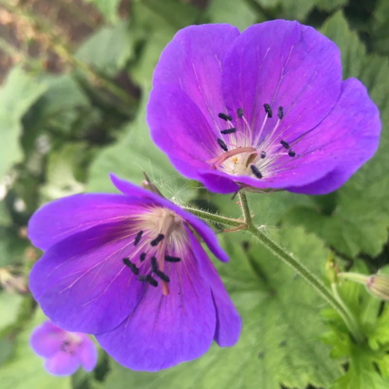 Cranesbill (Geranium)