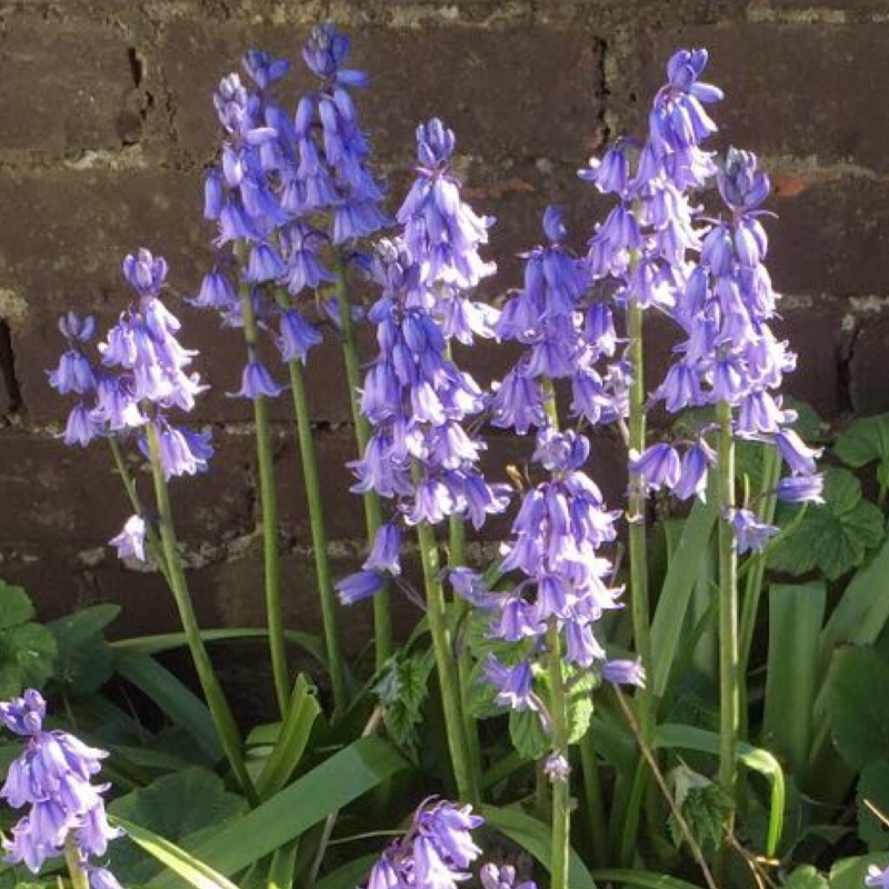 Spanish Bluebell 'Danube'