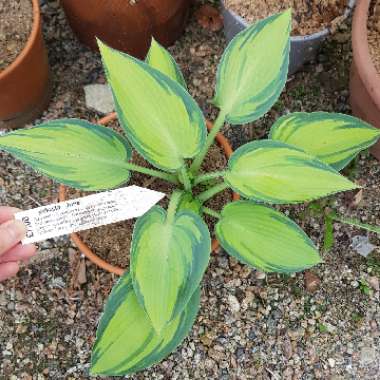 Hosta (Tardiana Group) 'June'
