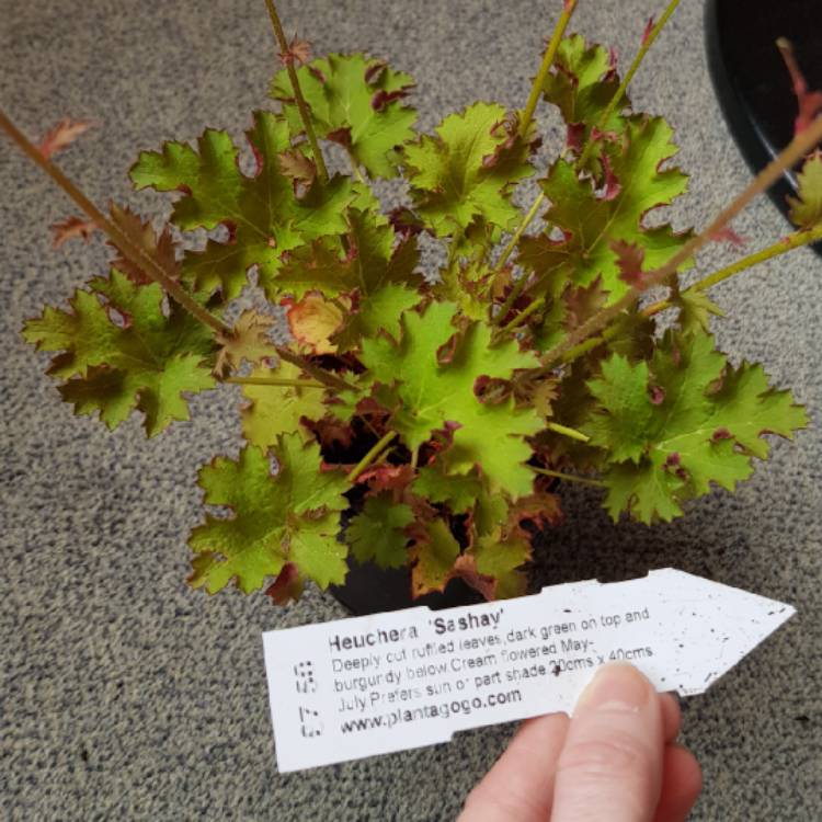 plant image 1078329