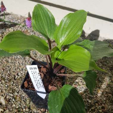 Hosta 'One Man's Treasure'