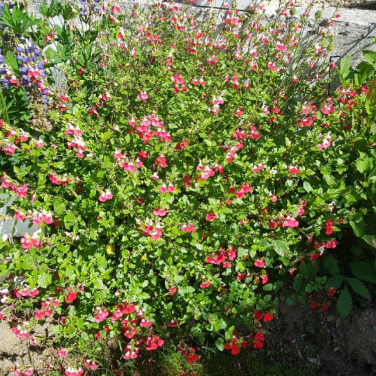 plant image 1087297 plant image 1087297