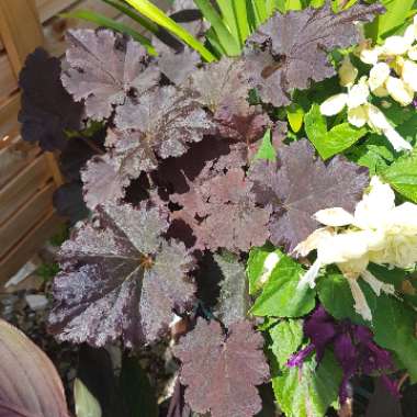 Heuchera 'Binoche'