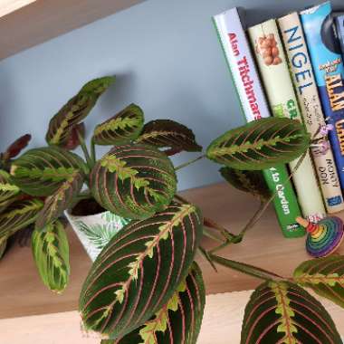 Maranta leuconeura 'Fascinator Tricolour'