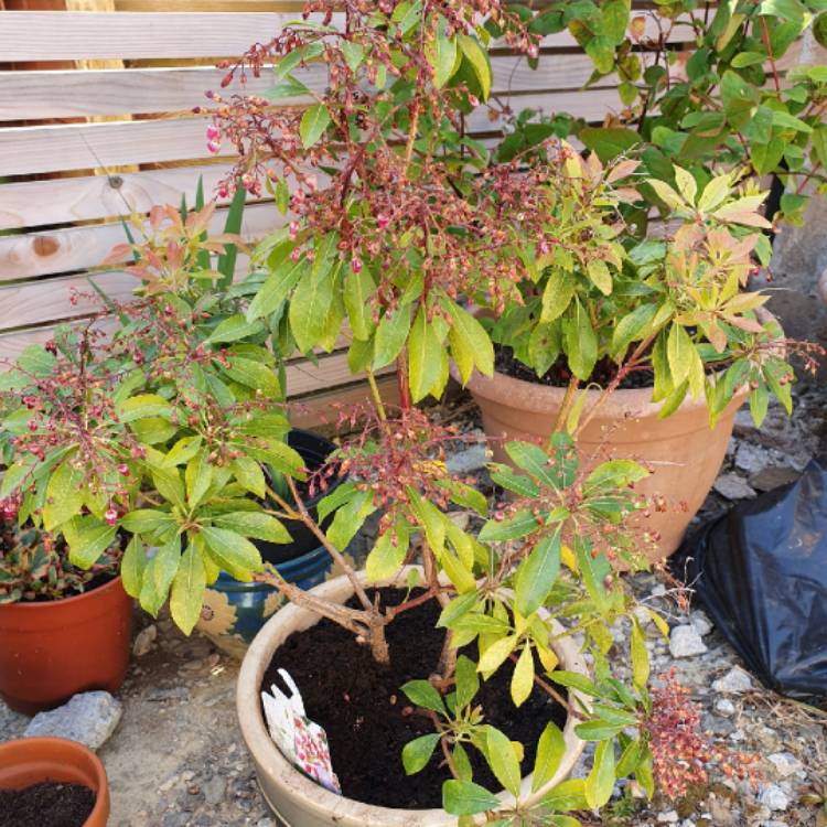 Plant image Pieris japonica 'Valley Valentine'