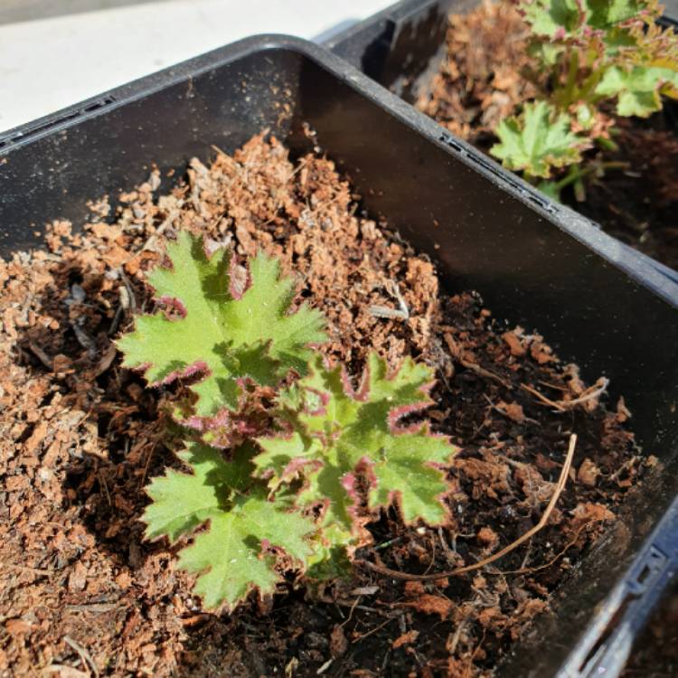 plant image 1271876