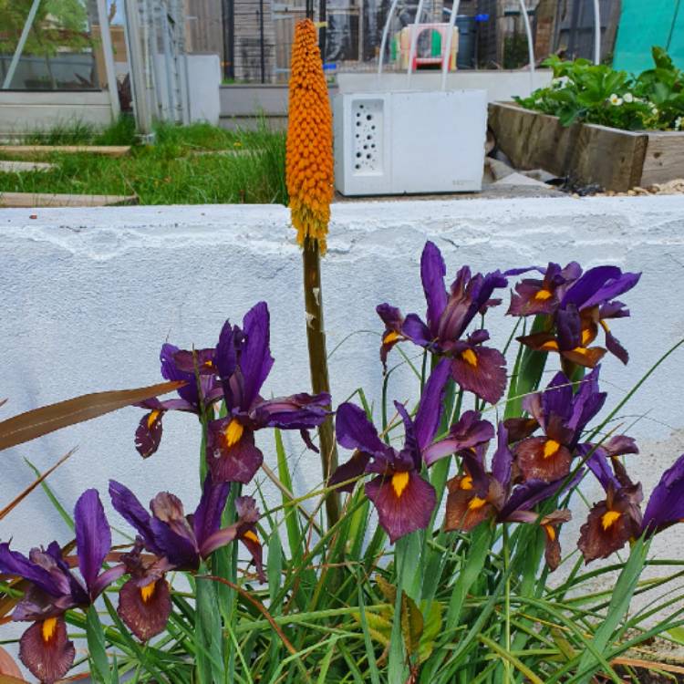 Plant image Iris x hollandica 'Sapphire Beauty'
