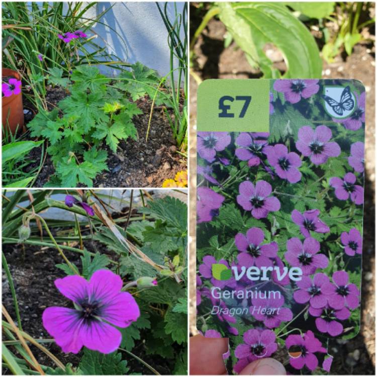 Plant image Geranium 'Dragon Heart'